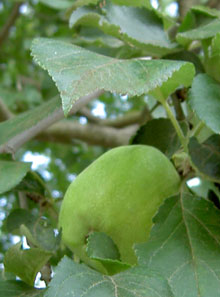 Часть снимка яблони после обработки