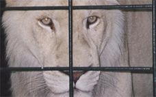 檻の中の雌ライオン