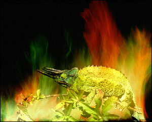 Chameleon in the fire