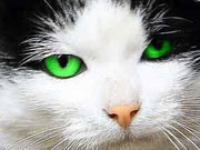 a bright green color for the cats eyes