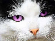 un color violeta para los ojos del gato