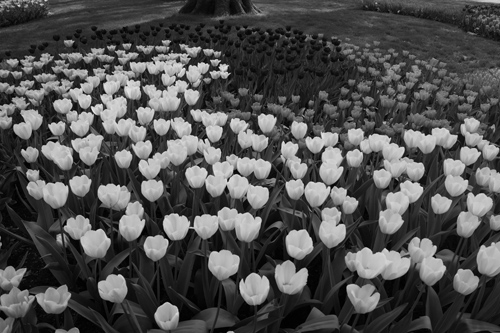 Schwarz-Weiß-Foto eines Tulpenbeets
