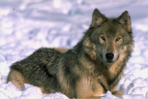 The color photo of a wolf