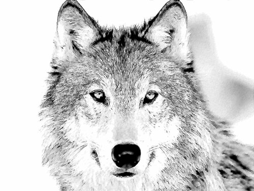 Карандашный рисунок волка