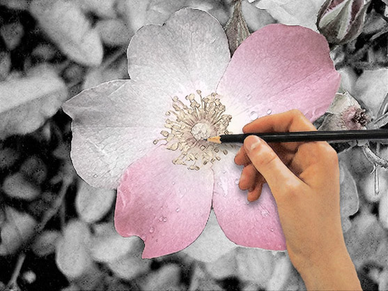 Рука рисующая цветок