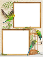Frames: Birds Pack